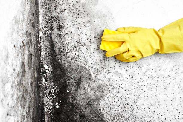 Best Crawl Space Mold Removal  in Greenvle, IL