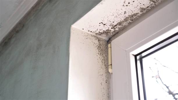 Trusted Greenville, IL Mold Removal Experts