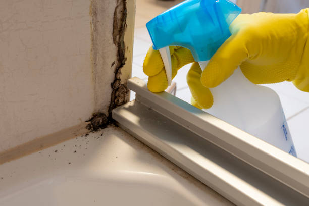 Best Commercial Mold Removal  in Greenvle, IL