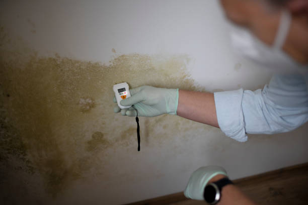 Best Fast Mold Removal  in Greenvle, IL