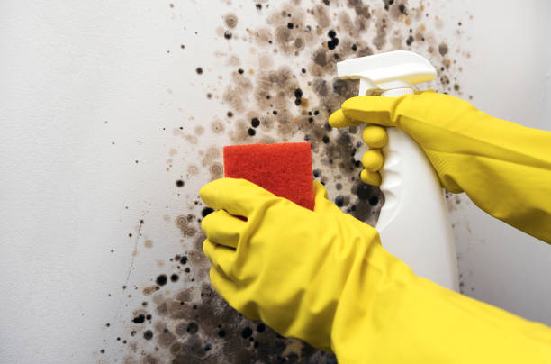 Best Home Mold Removal  in Greenvle, IL