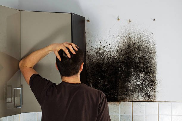 Best Attic Mold Removal  in Greenvle, IL