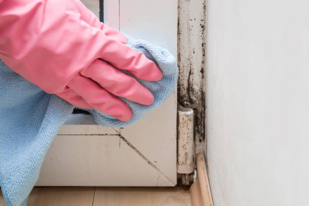 Best Residential Mold Removal  in Greenvle, IL