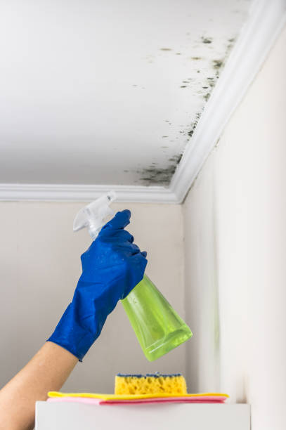 Best Mold Testing and Removal  in Greenvle, IL